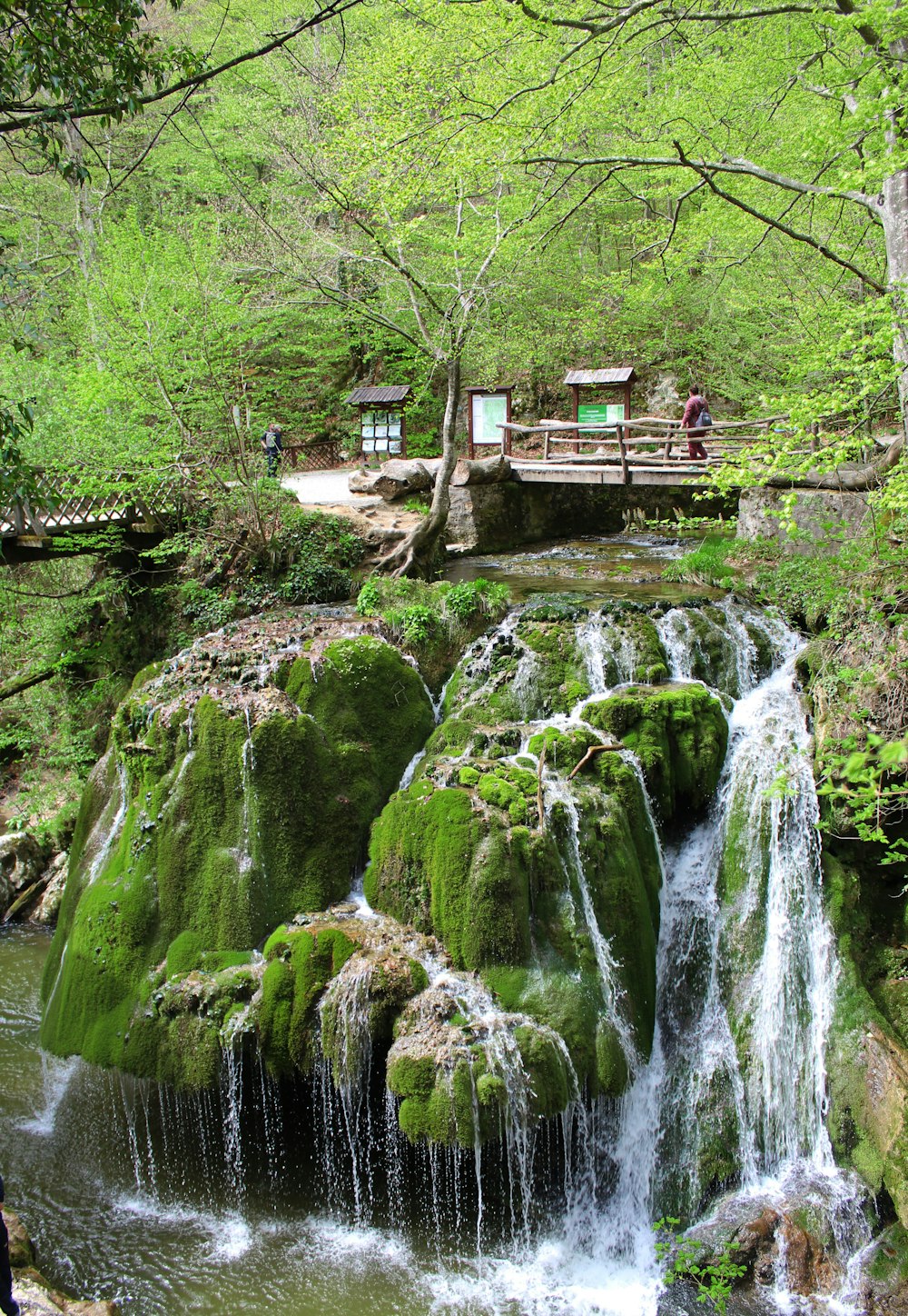 a small waterfall in the middle of a forest