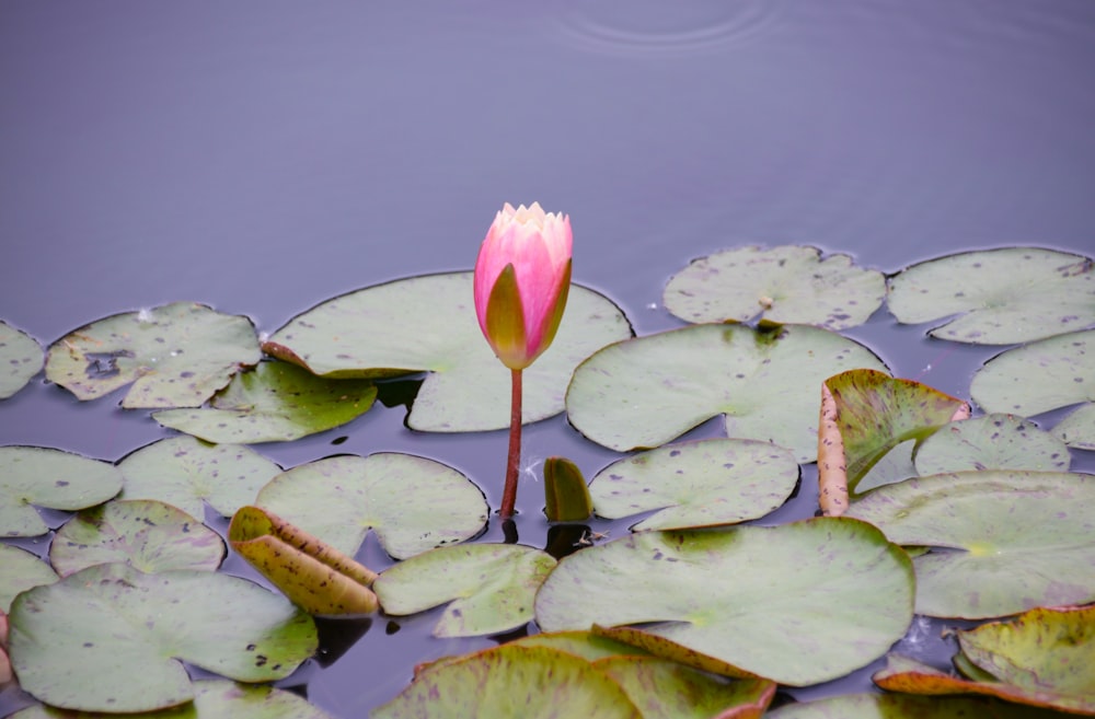 a pink flower sitting on top of lily pads