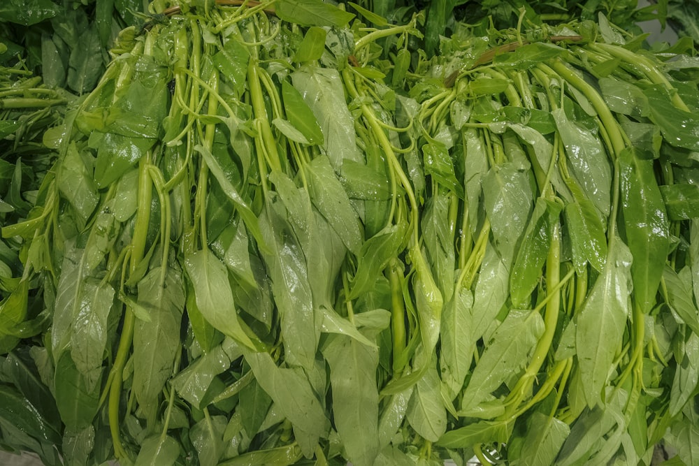 a pile of green leafy vegetables sitting on top of a table