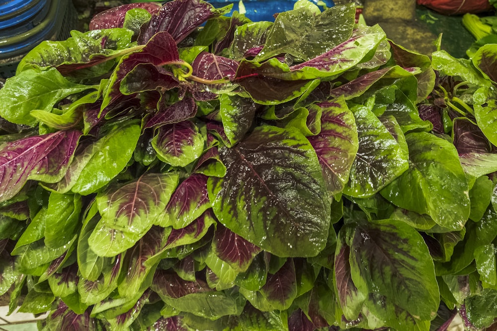 a pile of green and purple leafy plants