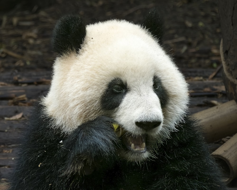 a panda bear sitting on top of a pile of wood