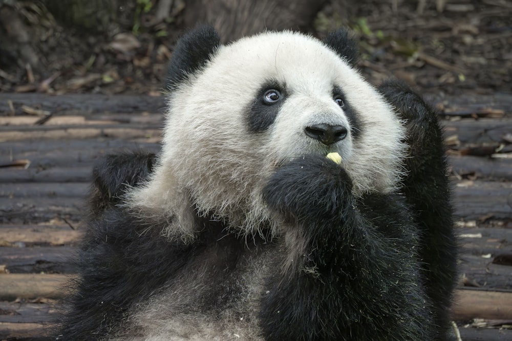 a black and white panda eating a piece of food