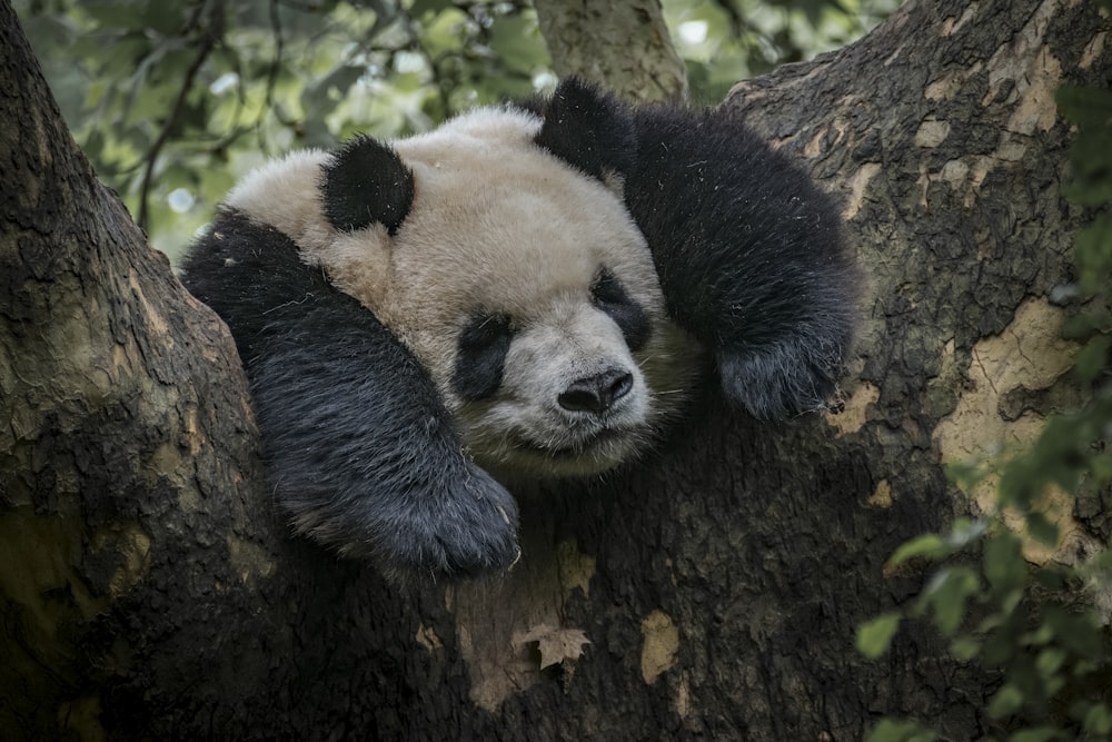 a black and white panda sleeping in a tree