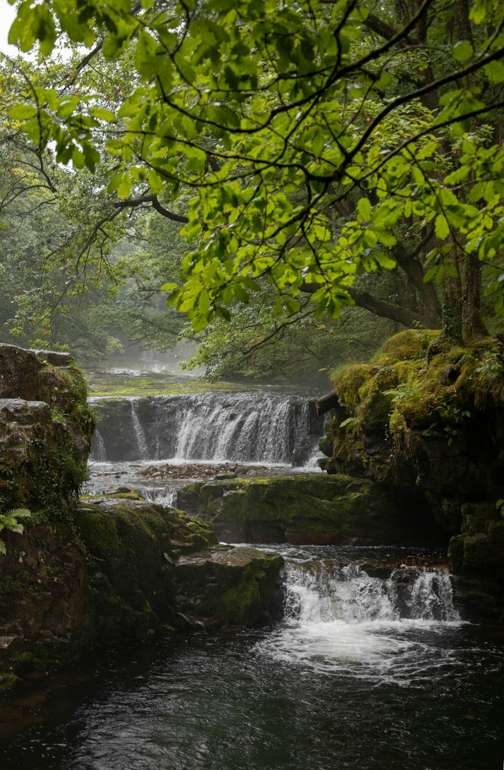 una pequeña cascada en medio de un bosque