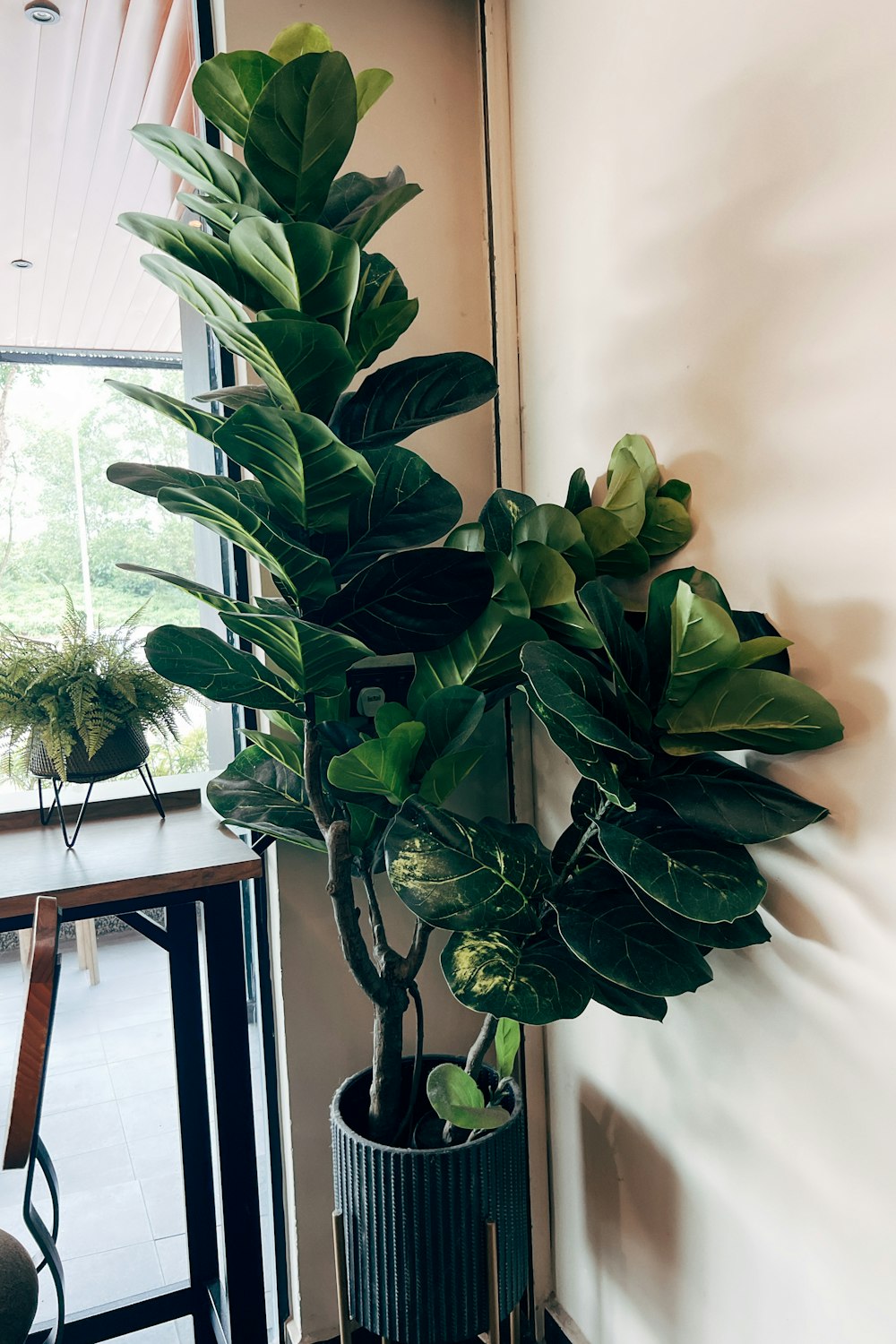 a potted plant sitting next to a window