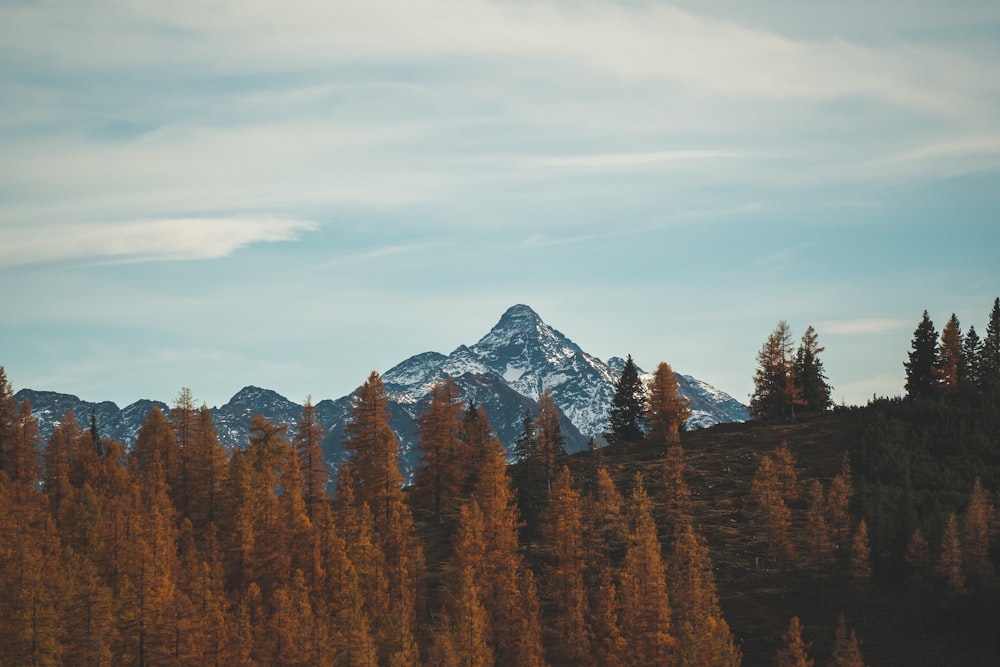 Blick auf einen Berg mit Bäumen im Vordergrund