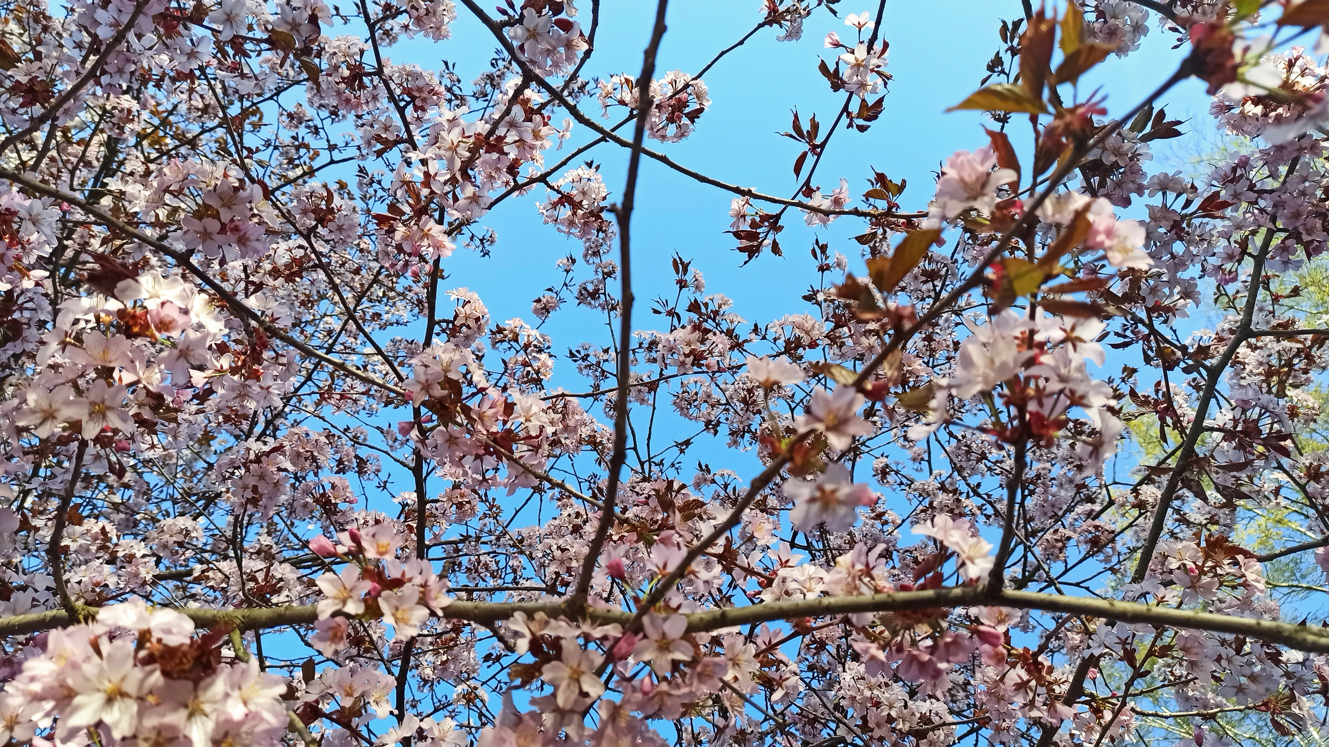 a tree filled with lots of pink flowers