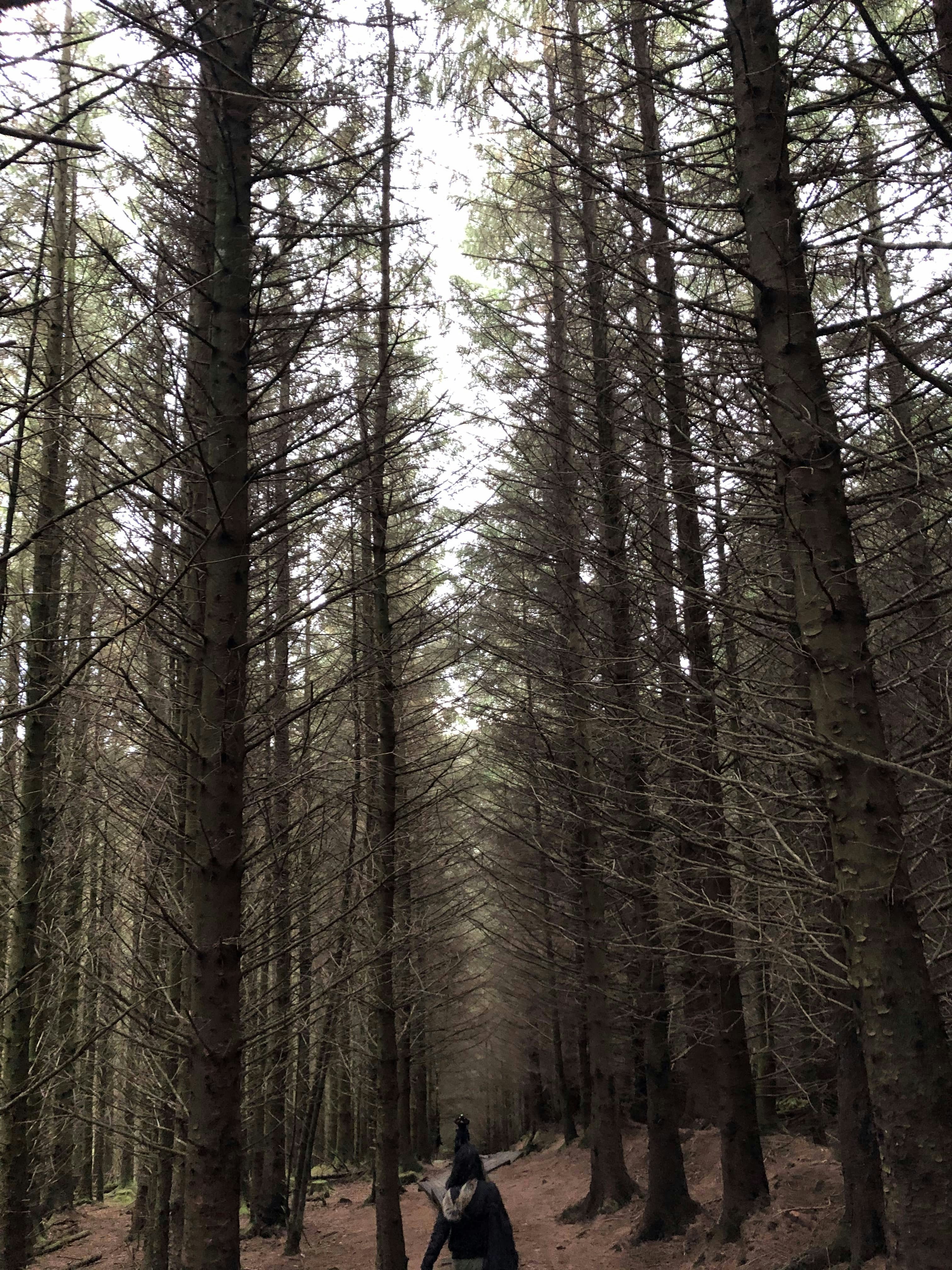 a person standing in the middle of a forest