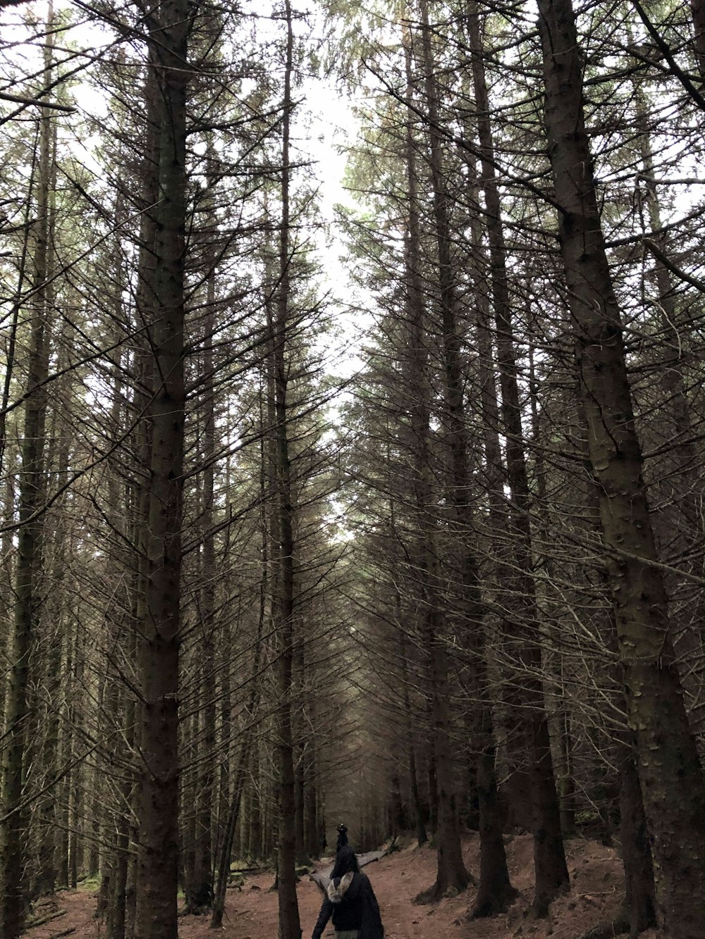 una persona parada en medio de un bosque