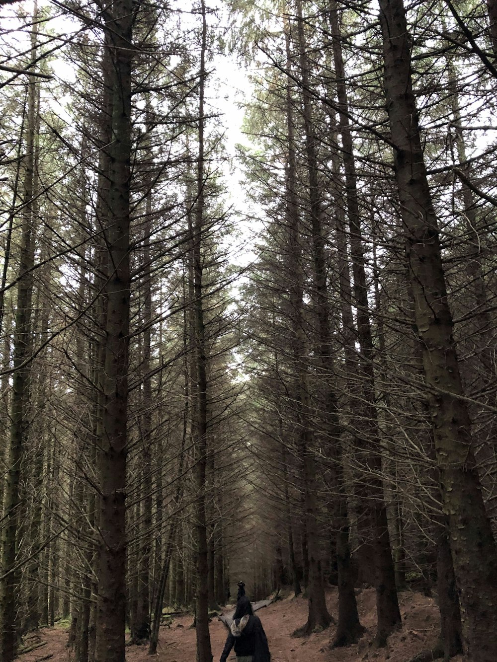 uma pessoa em pé no meio de uma floresta