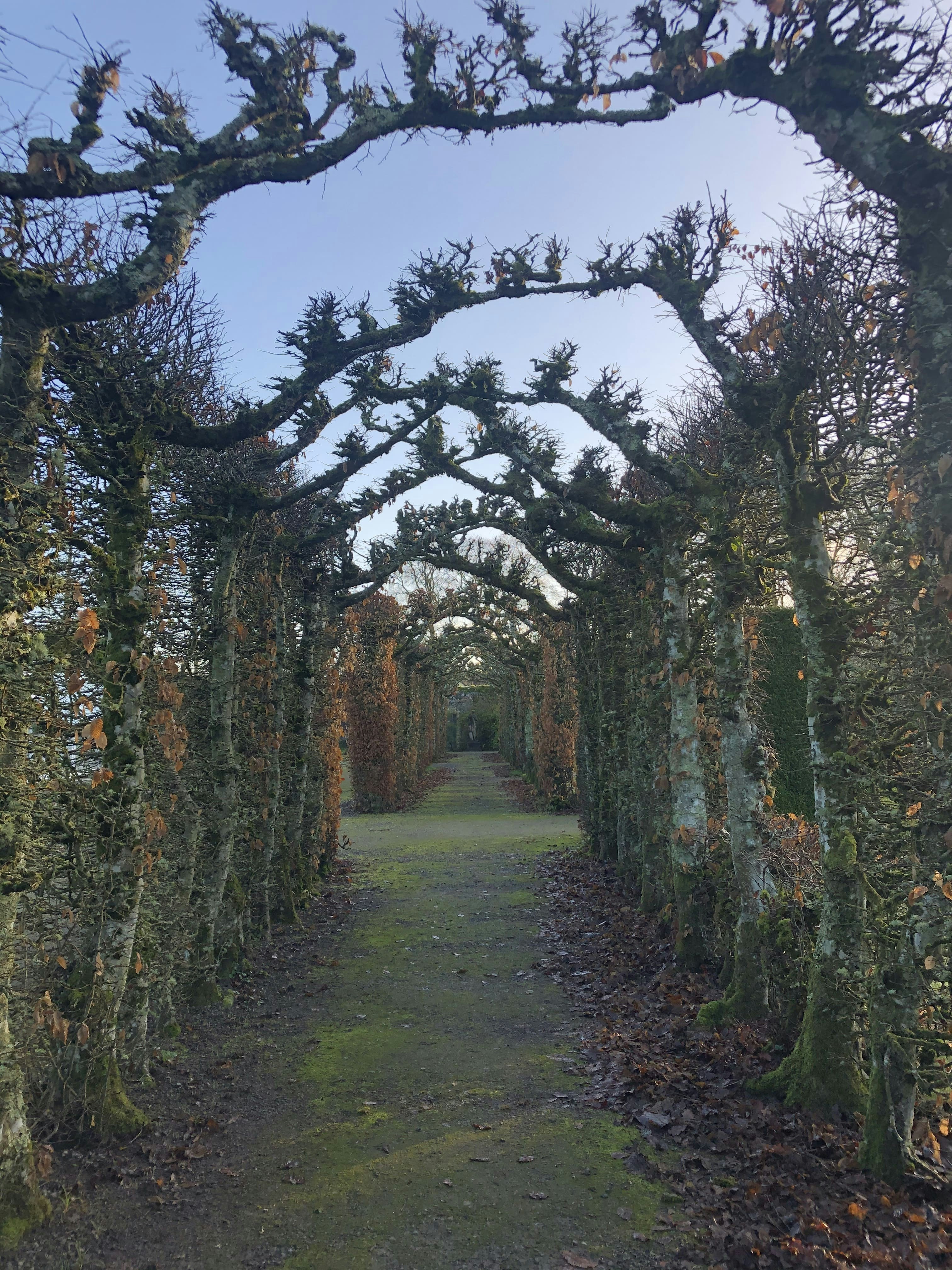 a path lined with trees in a park