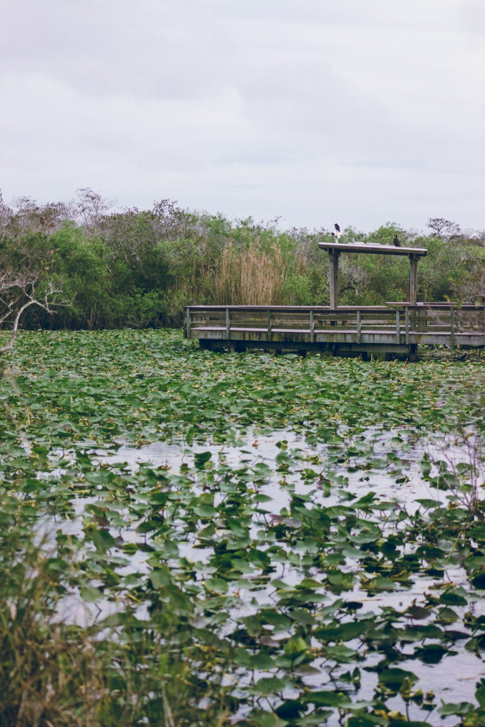 a wooden bridge over a swamp filled with water lilies