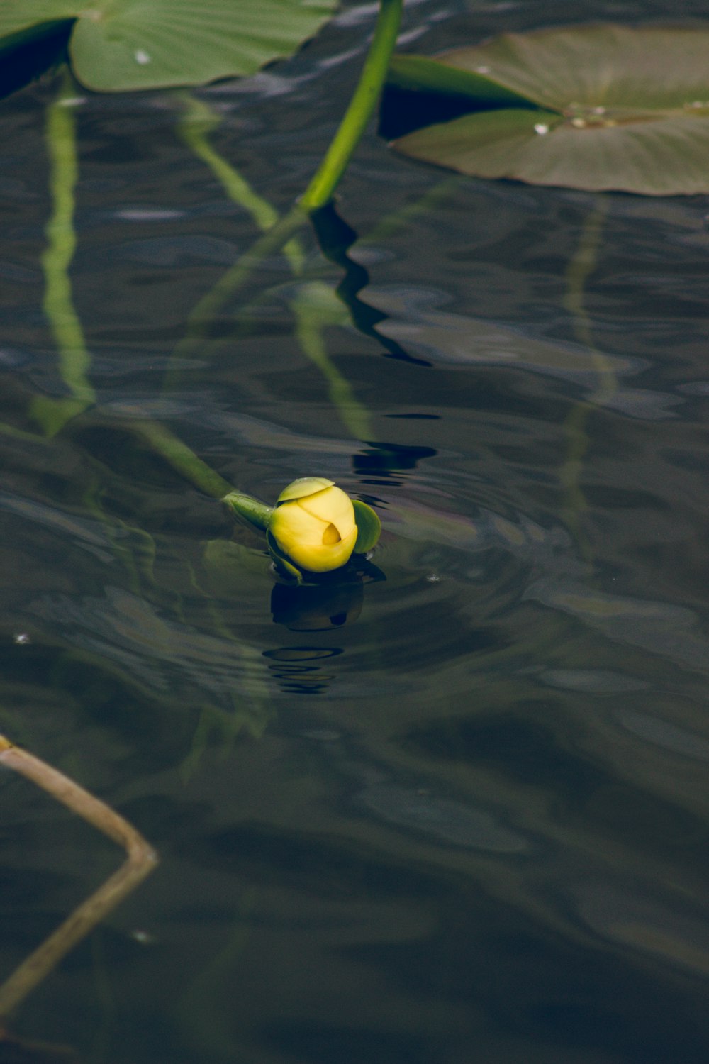 a yellow flower floating on top of a body of water