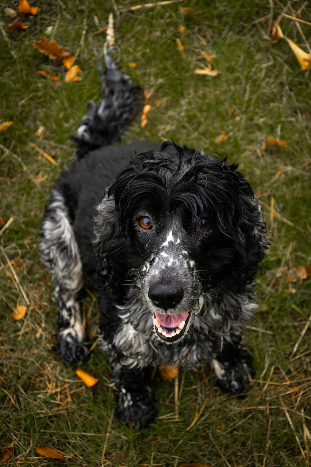 a black and white dog standing on top of a lush green field