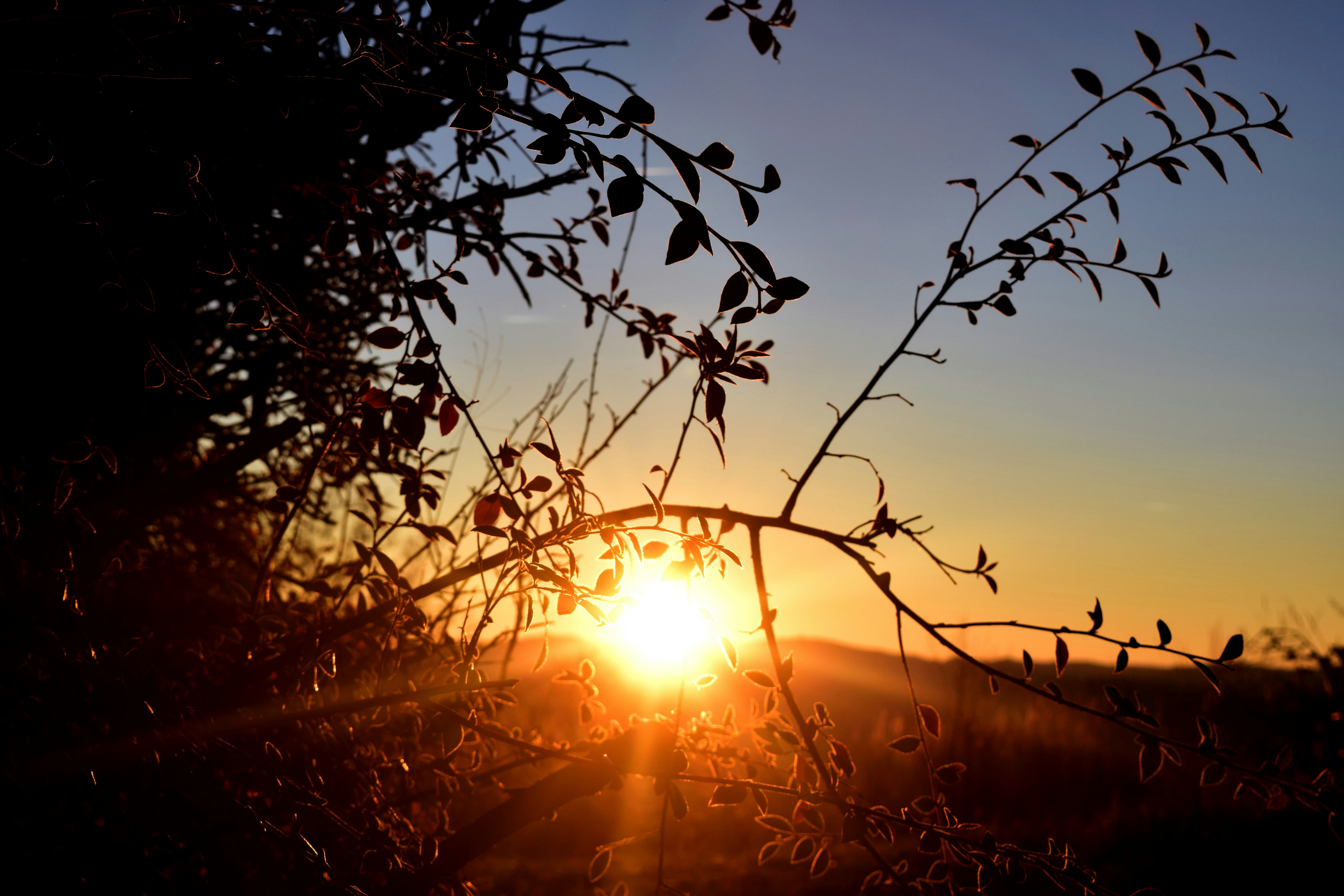 Foto El sol se está poniendo detrás de la rama de un árbol – Imagen ...