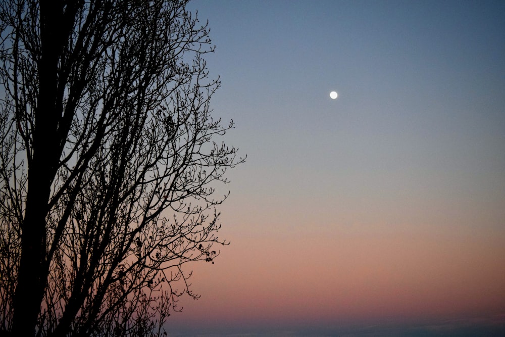 a tree with no leaves and a moon in the sky