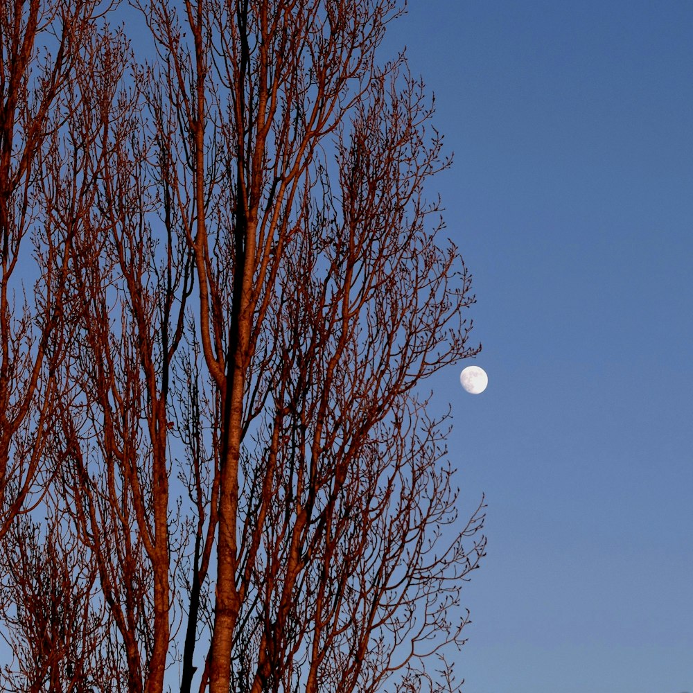 a full moon is seen through the branches of a tree