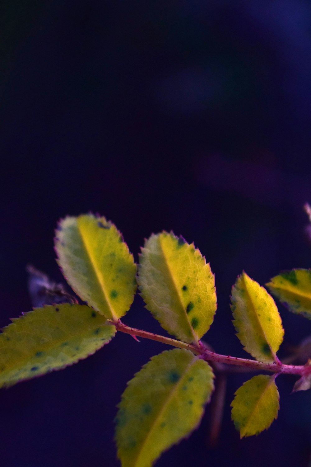 a close up of a branch with leaves