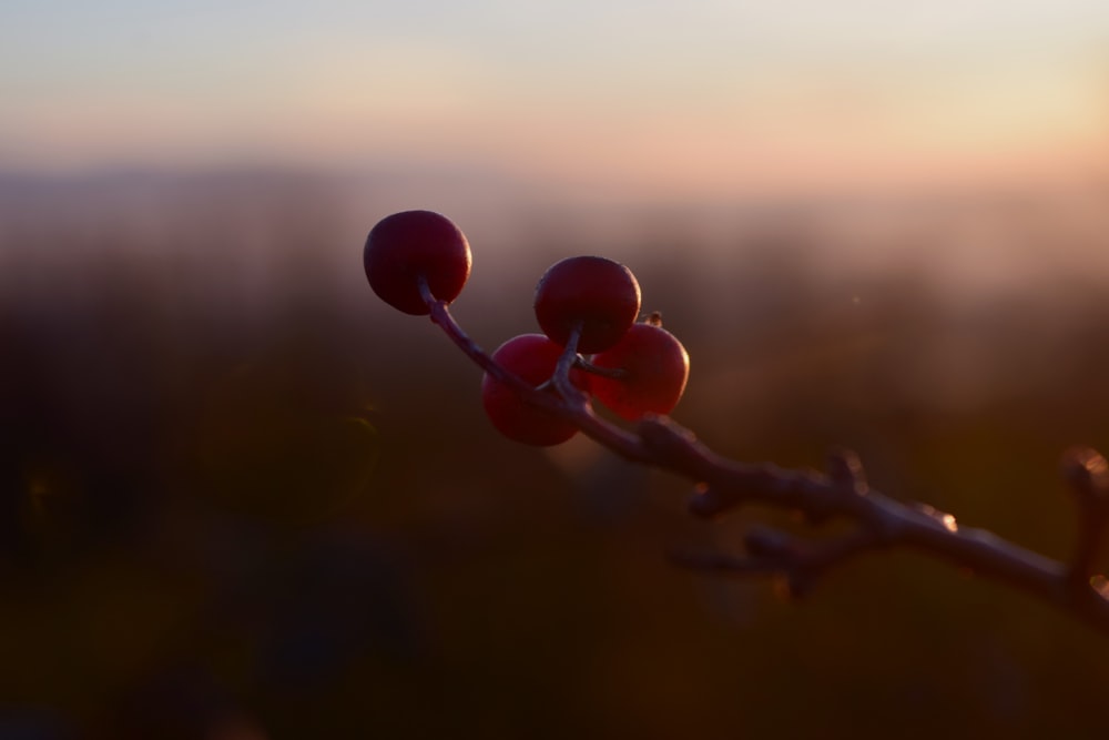 a close up of a branch with berries on it