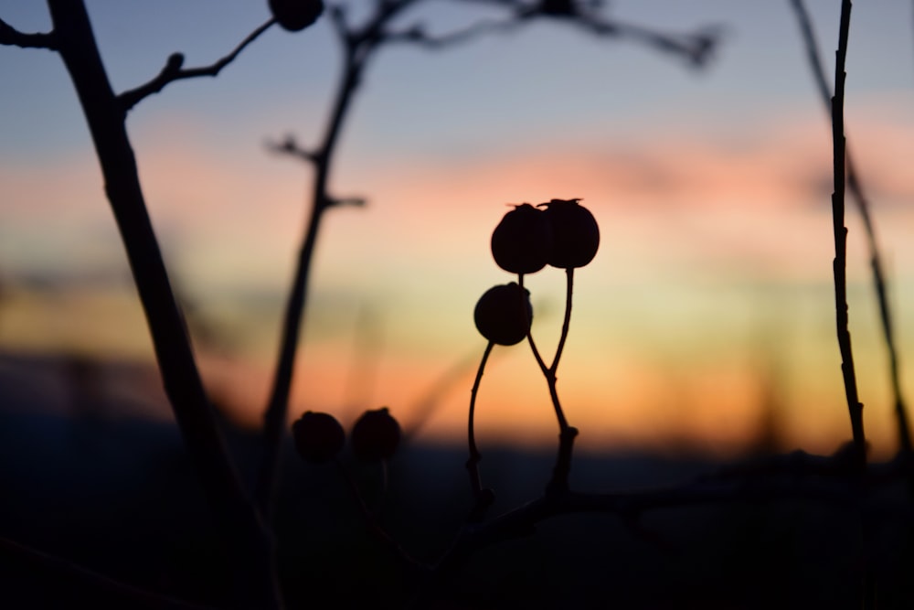 a close up of a plant with a sunset in the background