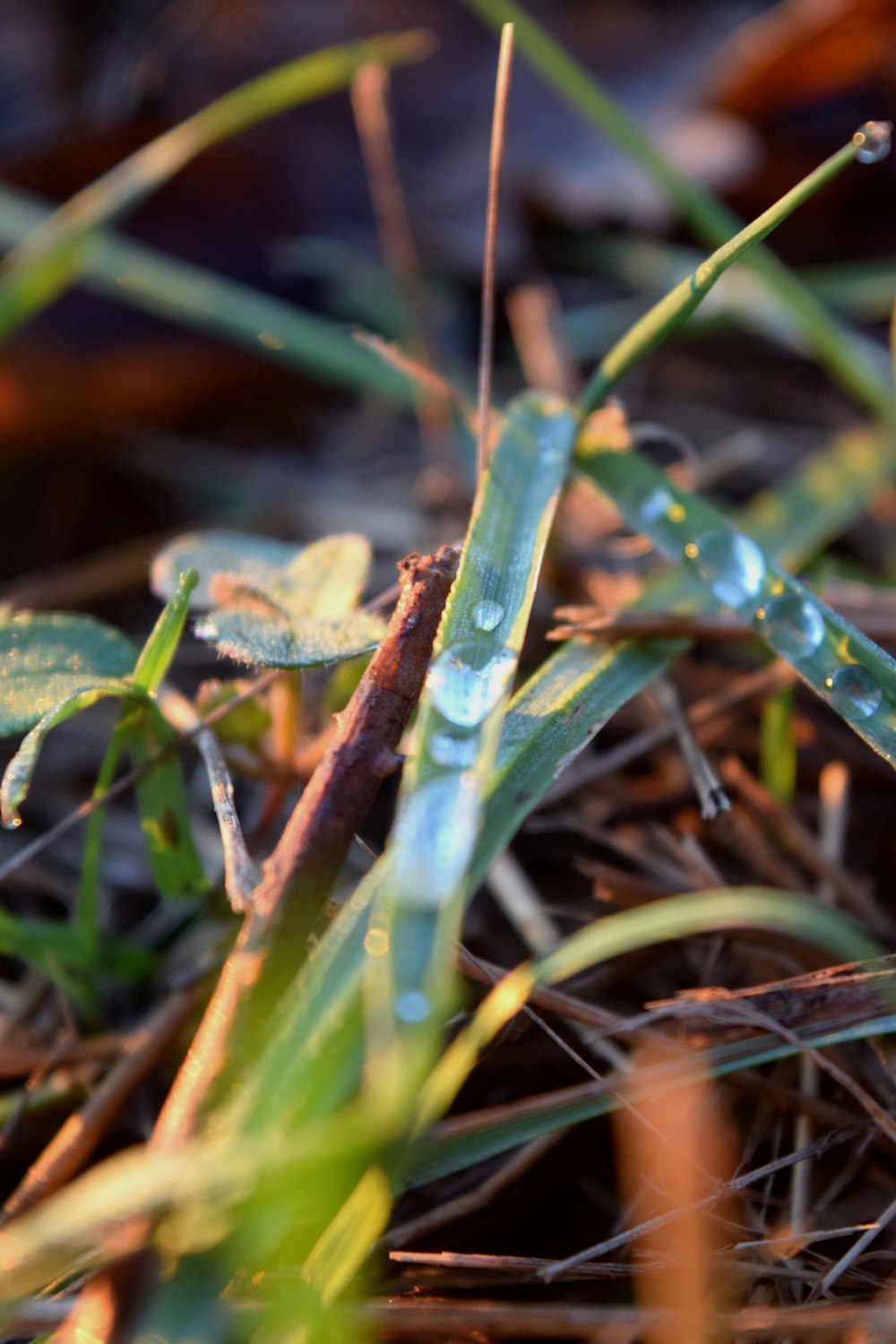 Nahaufnahme einer Pflanze mit Wassertropfen darauf