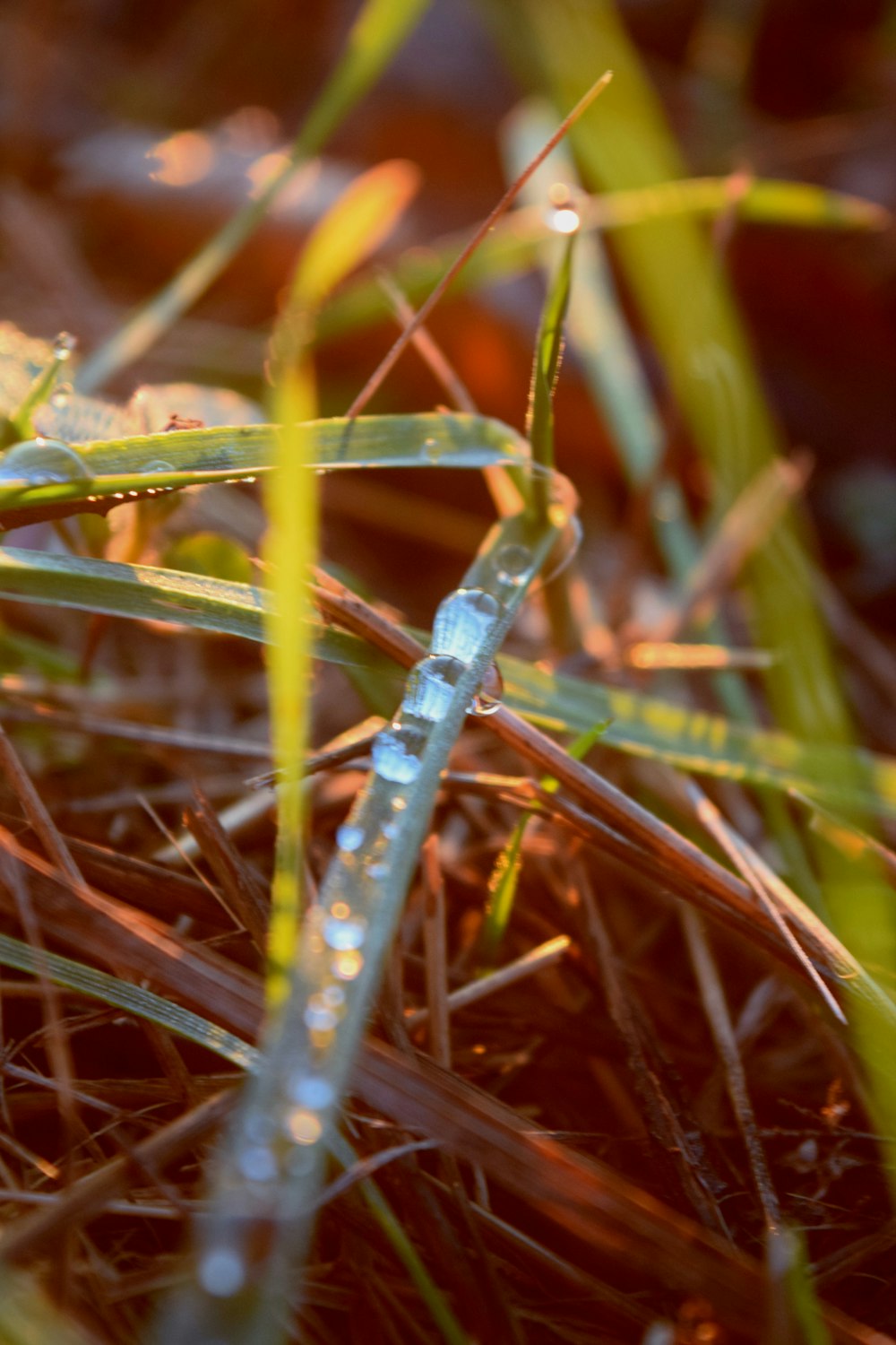 Un primer plano de la hierba con gotas de agua