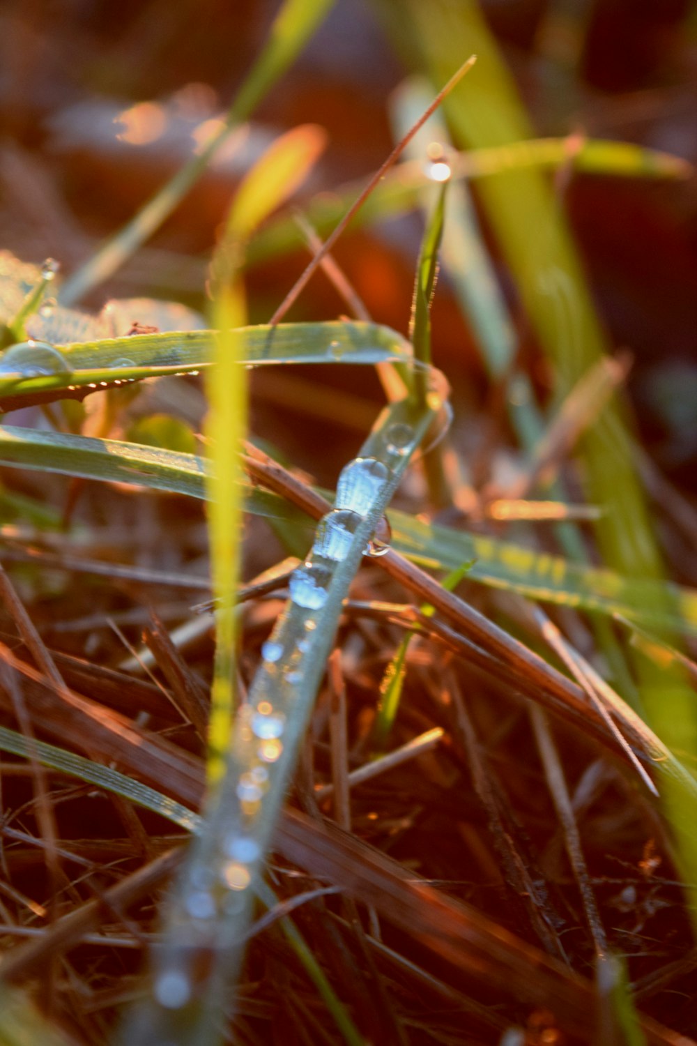 a close up of grass with water droplets on it