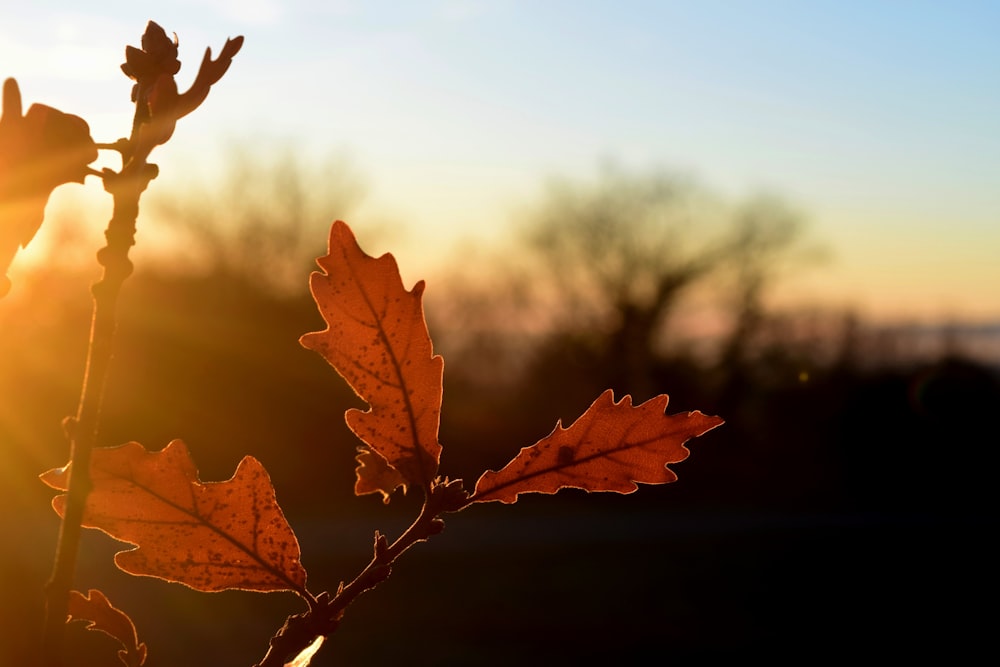 the sun is shining through the leaves of a tree