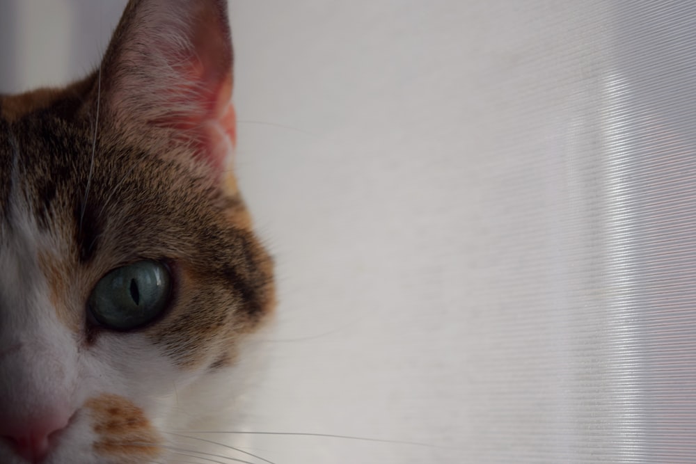 a close up of a cat with blue eyes