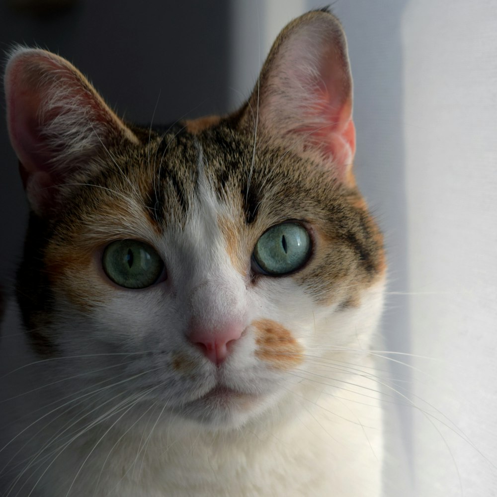 a close up of a cat with green eyes