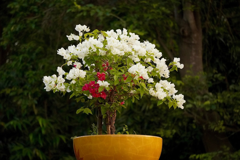 a potted plant with white and red flowers