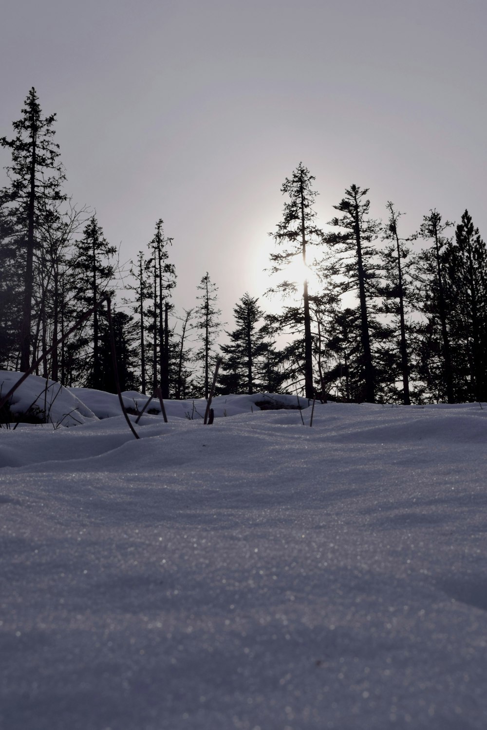 il sole splende tra gli alberi nella neve