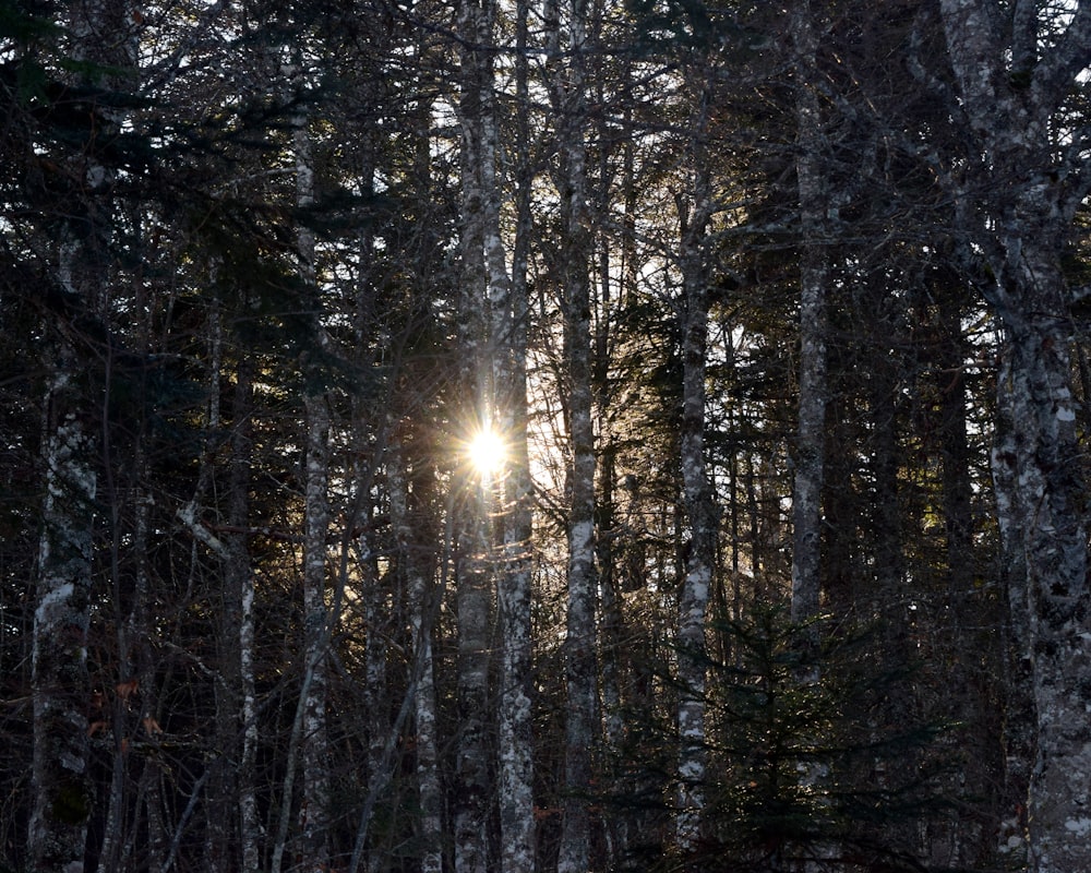 the sun is shining through the trees in the woods