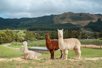 a couple of llamas are standing in a field