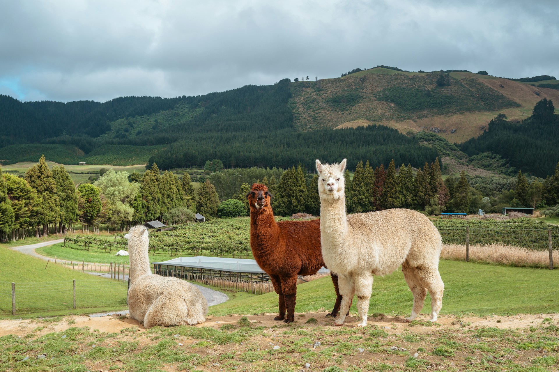 a couple of llamas are standing in a field
