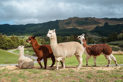 a group of llamas standing around in a field