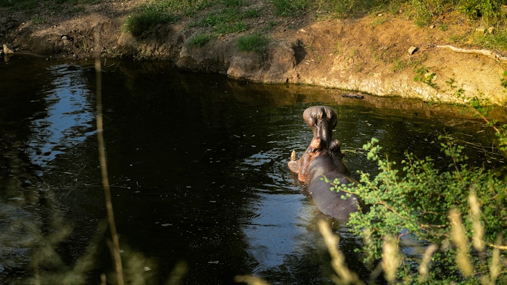 un ippopotamo in piedi in uno specchio d'acqua