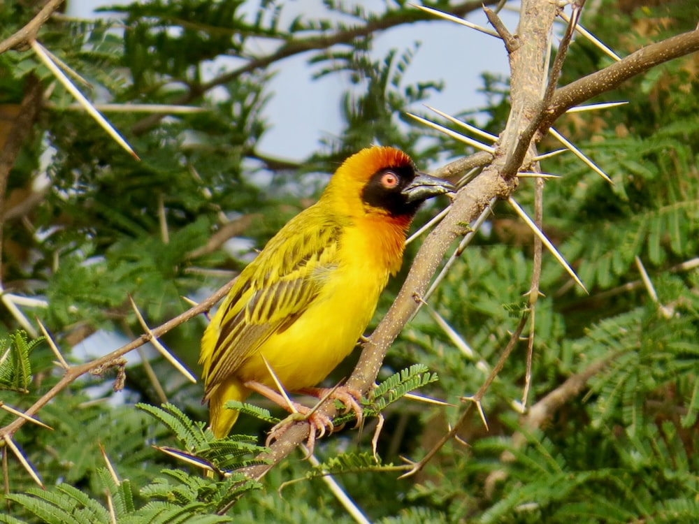 um pássaro amarelo empoleirado em um galho de uma árvore