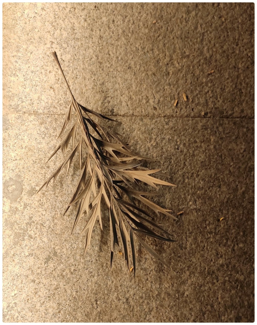 a dried plant laying on the ground