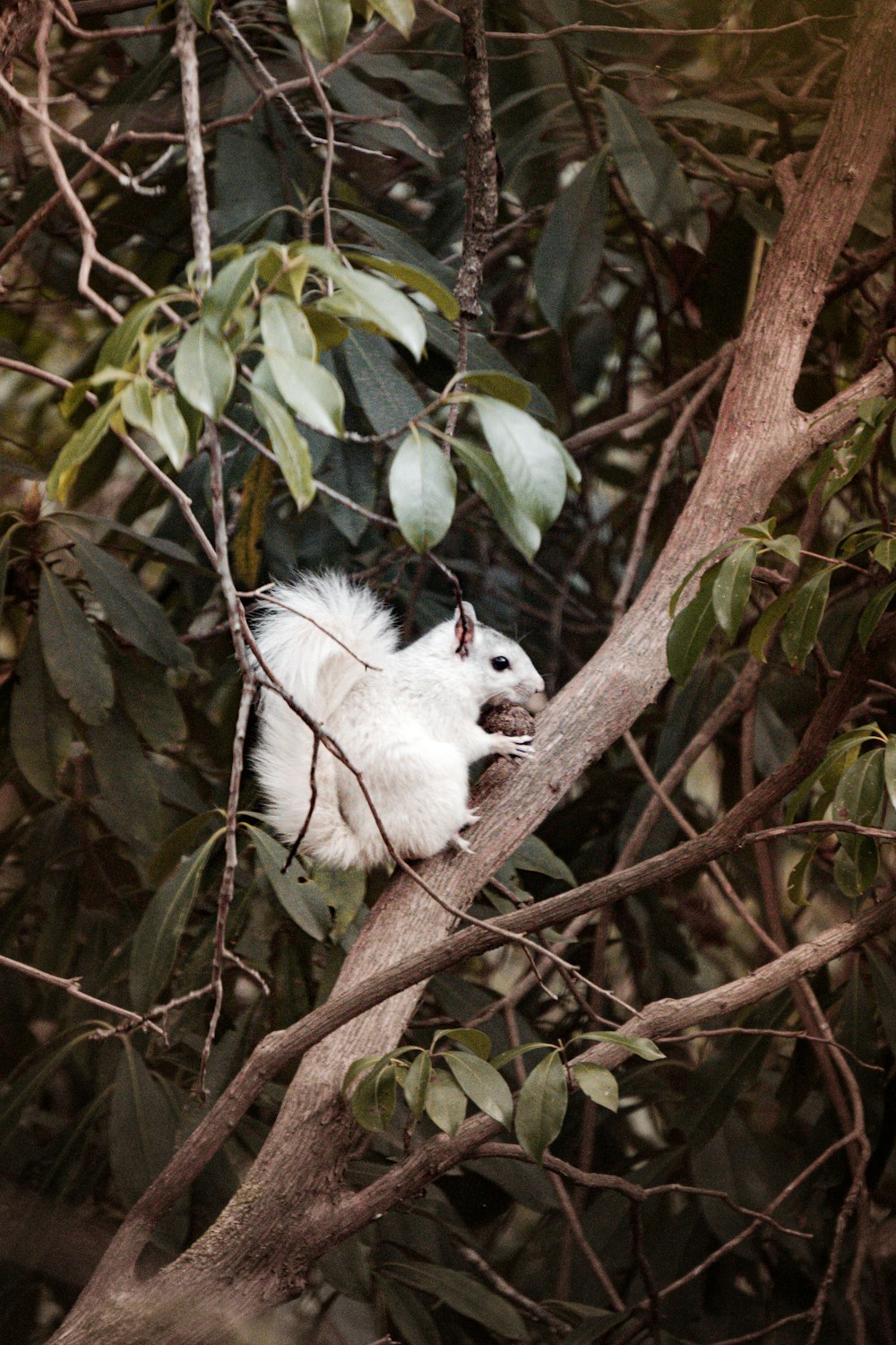 a small white animal sitting on top of a tree branch