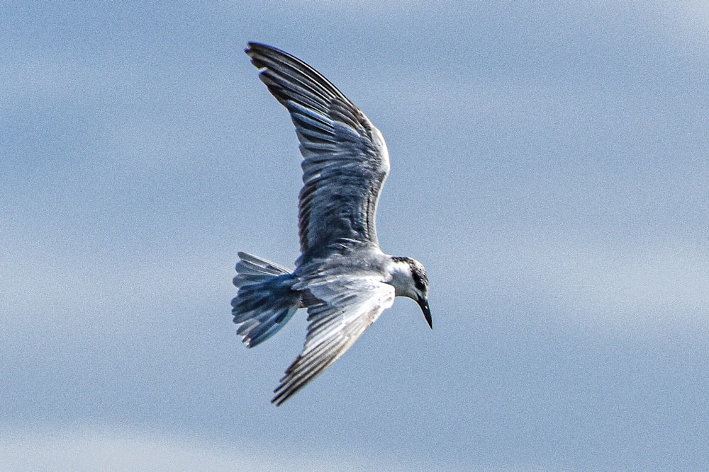 a bird flying through a blue sky with white clouds