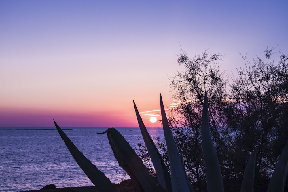 the sun is setting over the ocean with a plant in the foreground