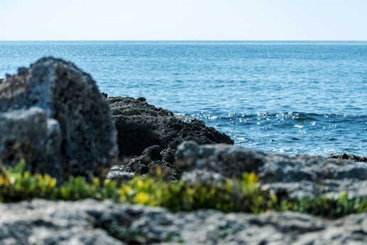 a bird sitting on a rock near the ocean