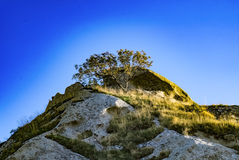 a tree on top of a hill with a blue sky in the background