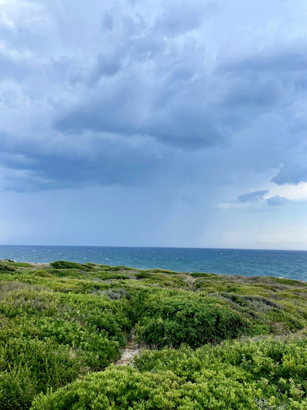 a bench sitting on top of a lush green field next to the ocean