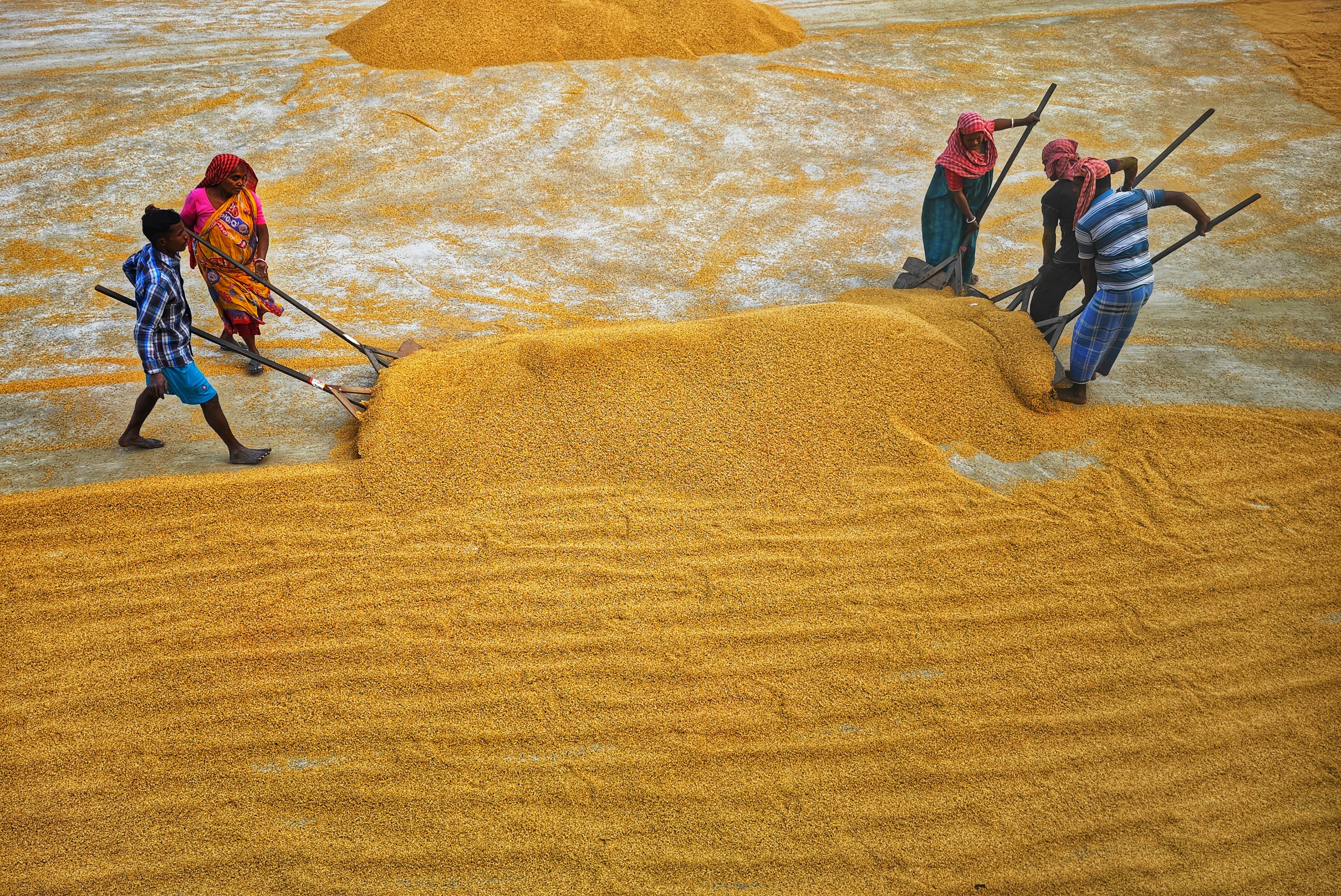 a group of people working in a field