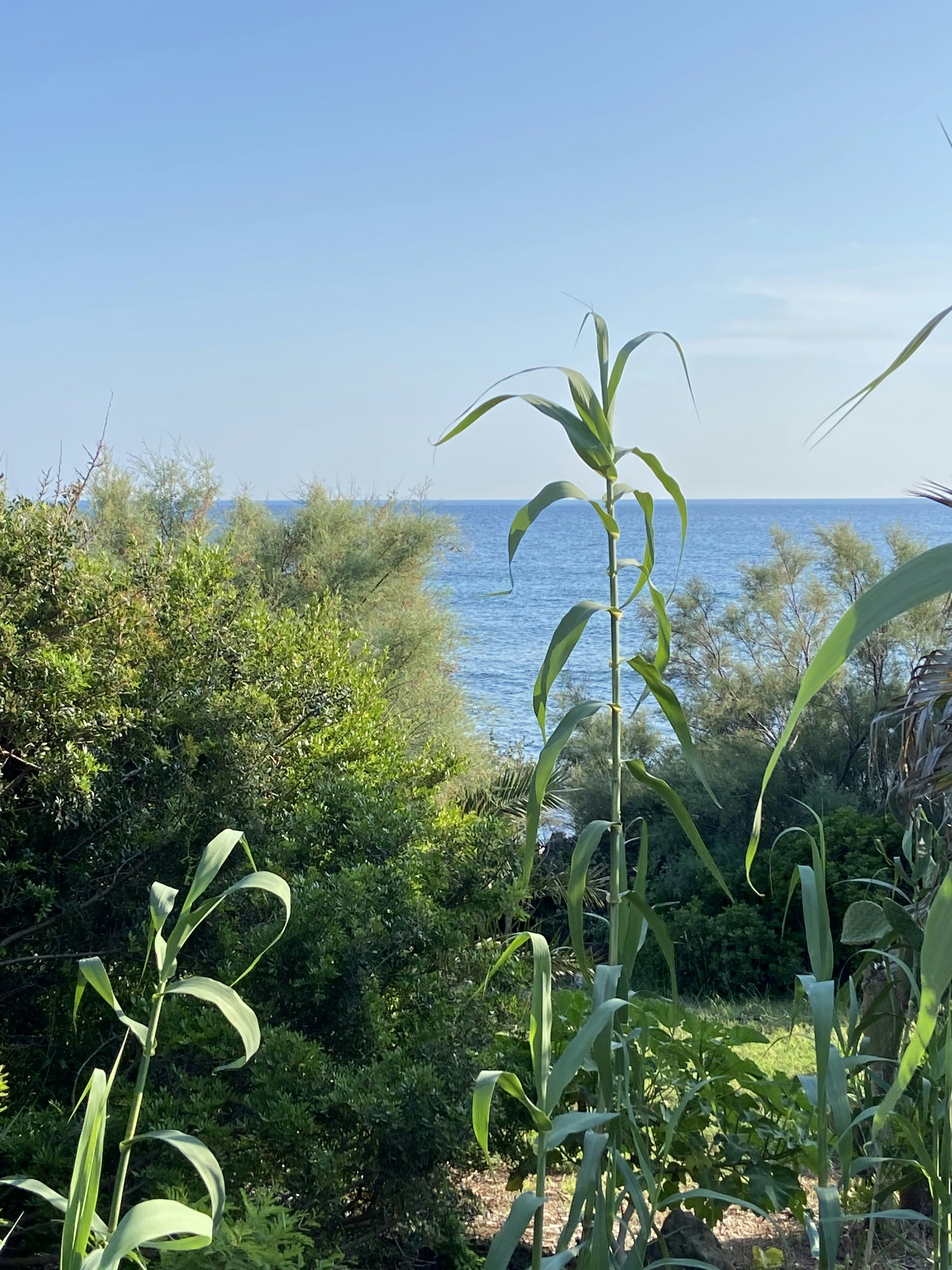 a view of a body of water from a garden