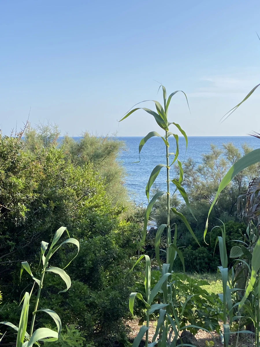 צמחייה ים-תיכונית עם נוף לים — פיתוח נוף בקיסריה