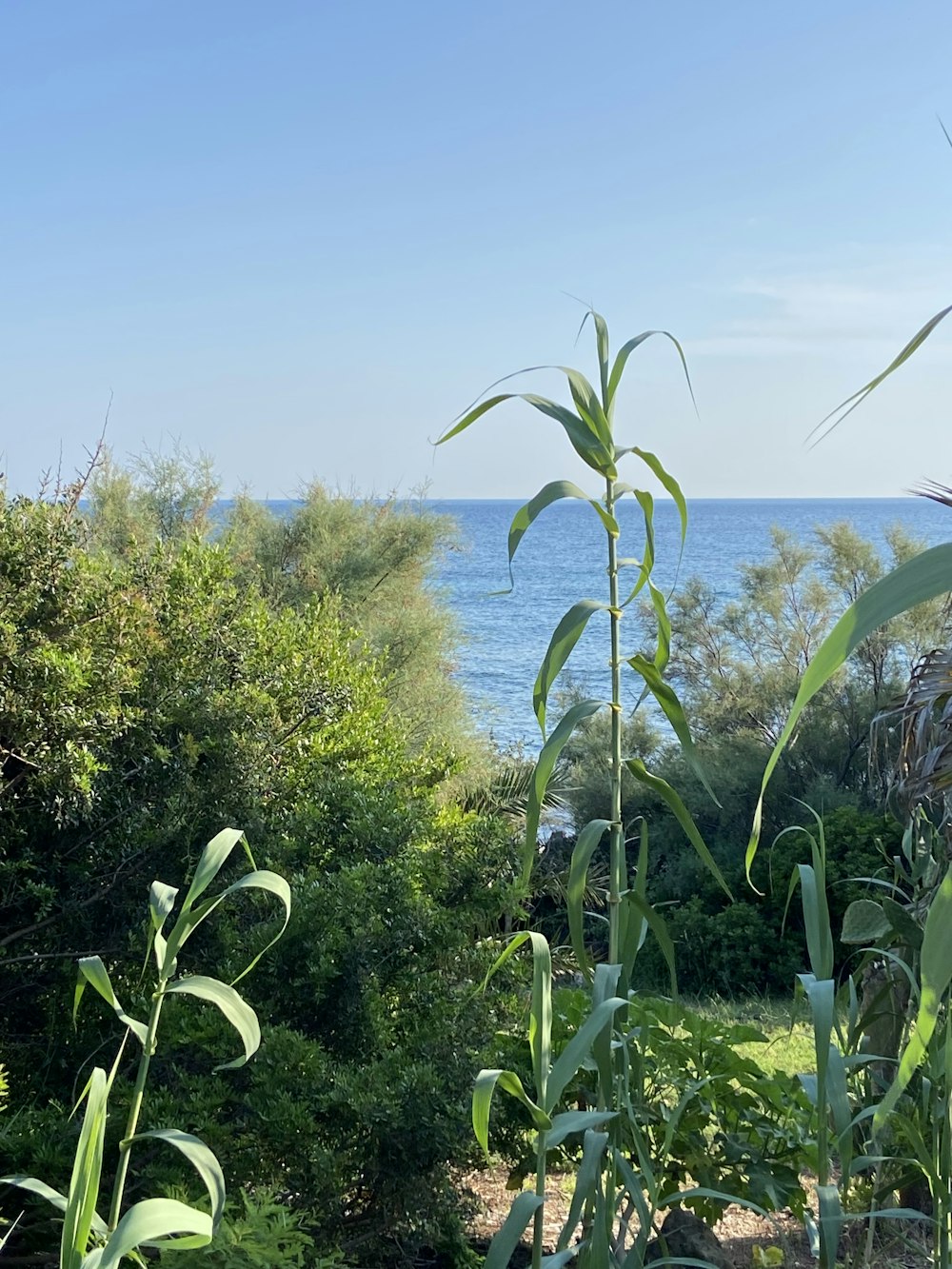 a view of a body of water from a garden