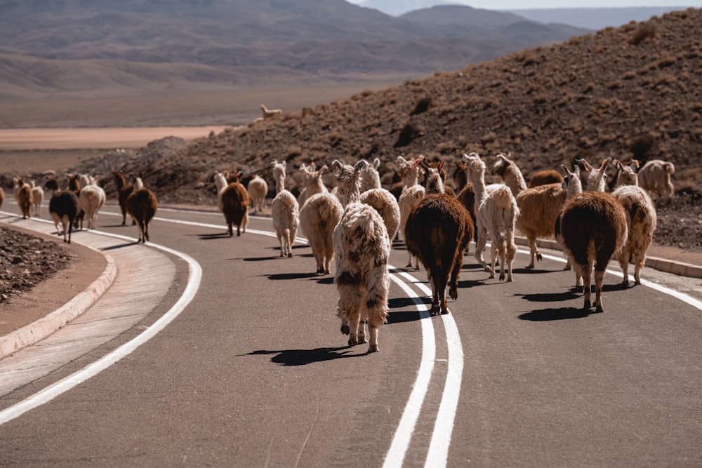 un gregge di pecore che cammina lungo una strada